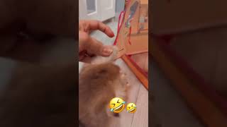 kedi