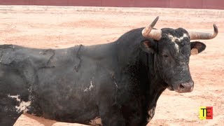 EL HIJO DEL TORO RATON - RATONCITO - SU SUSTITUTO