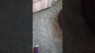 The merch that I got at WWE LIVE Birmingham