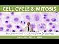 Cell Division and Mitosis Concepts