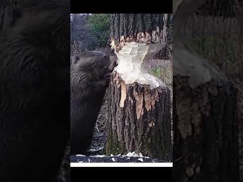 You Know This About "Beaver Chewing" ? | Mohit Kale #shortsindia #indianyoutuber