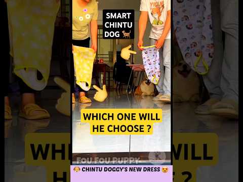 चिंटू ने सबको उल्लू बनाया 🐶 Smart Dog Funny Reactions 😄 #funnydog #dogclothes #dog