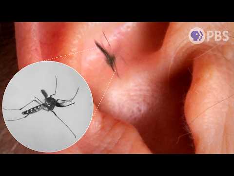Why Mosquitoes Buzz in Your Ear | Deep Look