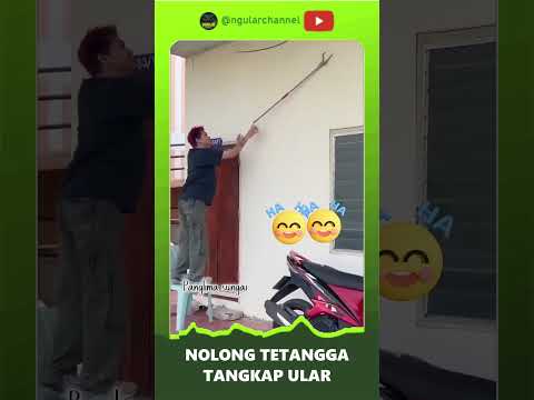 PREDIKSI DILUAR NURUL SAAT TANGKAP ULAR  #duniaular #short #ular