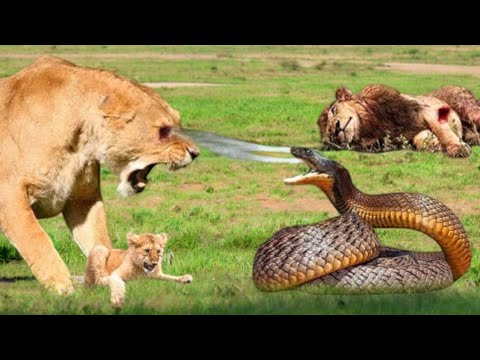 "عالم الحيوان 🌍🦁صراع غير متوقع: هل ينجو الأسد من هجوم الأفعى المفترسة؟ شاهدوا ما حدث! 🐍"