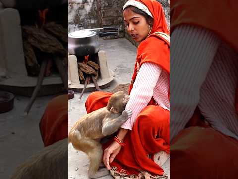 Babu Funny Moments #feedingmonkeys #bandar #funnyvideos #bandermama #funny #shortsvideo #shorts