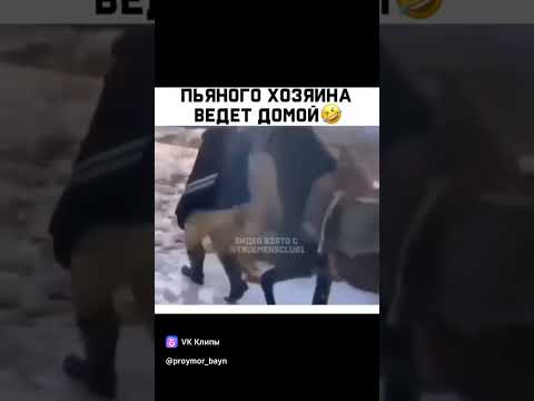 Невероятно умная лошадь!