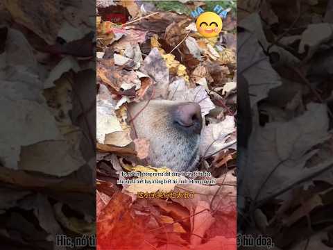 Lu chơi trốn tìm và cái kết 😂😂 #pets #thucung #funny #dongvat #viralvideo #giaitri #haihuoc #cute