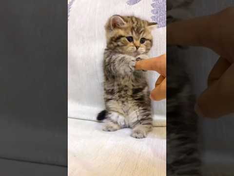 cute ??