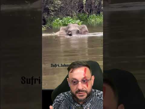Crocodilo atacou elefante pigmeu é real sim, imagens reais #biologohenrique #animais #bichoesperto