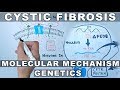 Cystic Fibrosis Genetics and Function