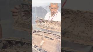House-Swarming Party in Oaxaca | #DeepLook #Shorts #bees