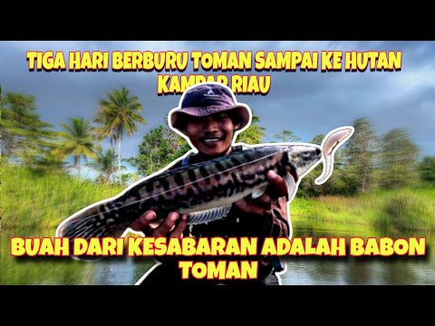 TIGA HARI BLUSUKAN KE HUTAN BERBURU TOMAN SAMPAI KE SPOT GAJAH// TAPUNG RIAU