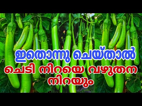 വഴുതന പറിച്ചു മടുക്കാൻ ഒരു സൂപ്പർ ടിപ്സ് | How to grow eggplannts | Vazhuthana Krishi malayalam