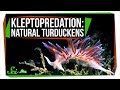 Understanding Kleptopredation and Related Concepts