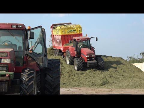 Gras inkuilen met Case IH Magnum 7240 Pro + Pöttinger Jumbo en Magnum 7110 op de kuil (2024)