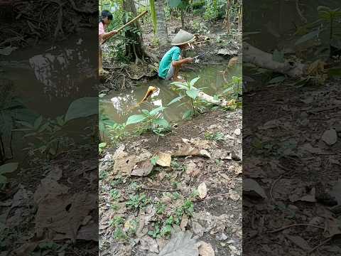 cobra buntung | video lucu #comedy #lucu #shorts