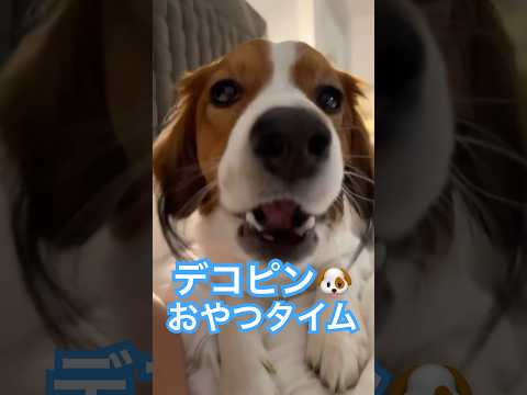 【㊗️100万再生】おやつにがっつくデコピン🐶 #大谷翔平 #ドジャース #大谷 #デコピン #真美子夫人 #佐々木朗希 #山本由伸 #MLB #ホームラン