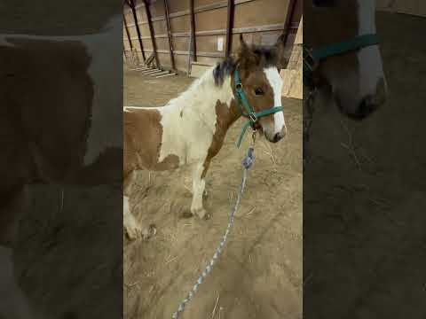 #discovernewhealthplans #trudystuchlik #horse #pony #ponies #horseriding #equine #horses #horselover