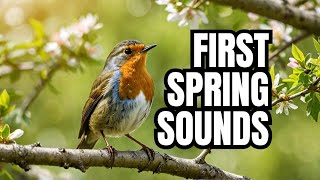 SPRING into Action with the FIRST Songs of Spring Birds!