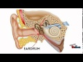 Understanding the Smallest Bone in the Human Body
