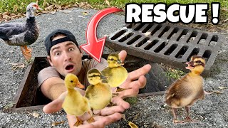 RESCUED BABY DUCKLINGS TRAPPED IN STORM DRAIN !