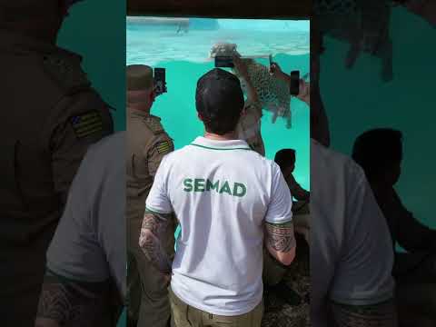 I Curso de Resgate de Fauna realizado pela SEMAD-  Go aqui no instituto Onça-Pintada