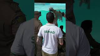I Curso de Resgate de Fauna realizado pela SEMAD-  Go aqui no instituto Onça-Pintada