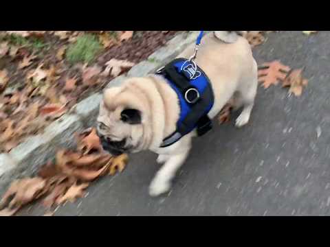 puglife harness coupons