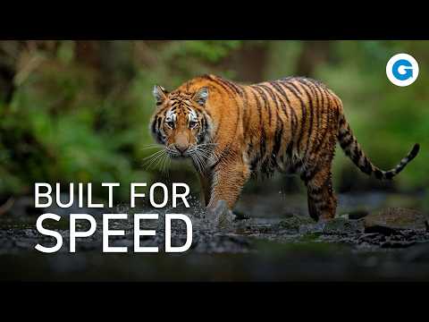 Wild Cats Uncovered: Cheetahs, Bobcats, and Lesser-Known Felines | Full Wildlife Documentary