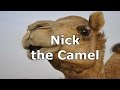 Mastering Polyatomic Ions with Nick the Camel