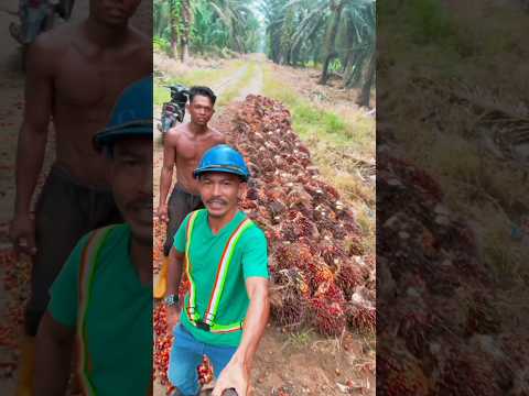 Hasil sederhana pemanen #sawit #kelapasawit #kebunsawit #penensawit #kulisawit