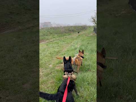Woow dog #love #dog #shorts #short #shortvideo #youtubeshorts #youtube #viralvideo #trending #nature