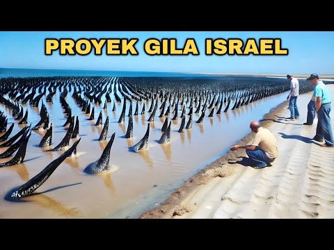 budi daya Ikan dan Udang di Israel 