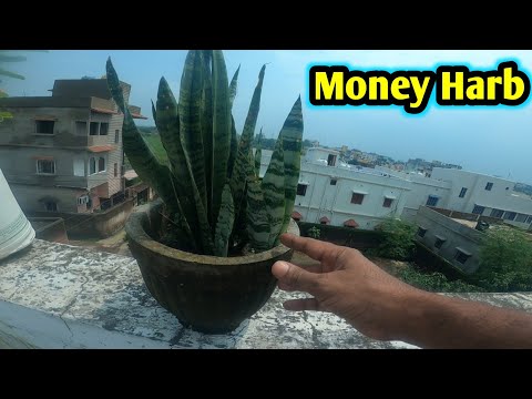 Money Herb in the Rain || Money Plant Vlog