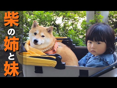 赤ちゃんの時から見守ってきた柴犬、ある事がきっかけで姉妹感が増す