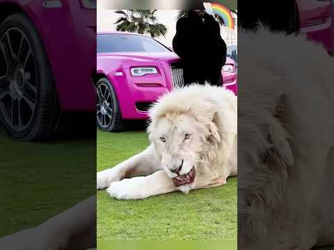 Full of security #lion #pet #shortvideo #animal