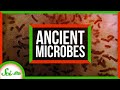 Exploring Ancient Microbes and Bizarre Organisms