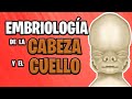 Pharyngeal Arches and Embryology Concepts