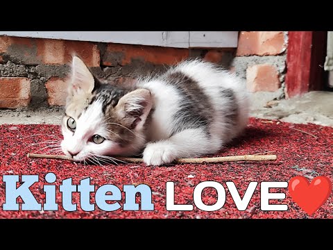 Kittens True Love ❤❤