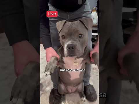 Una rosa una rosa!🤣🐶 Les han salido esos videos??? #dog #pitbull #comedy