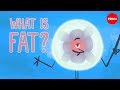 Understanding Fats: Healthy vs Unhealthy