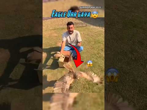 Eagle Urr gaya 😨 #shehrmaindihat #shorts #emotional #eagle #minivlog #petsvlog