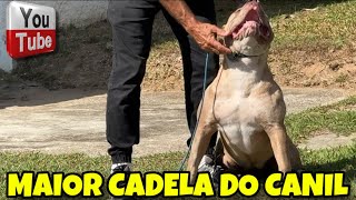 💪 A CADELA MAIS FORTE DO CANIL VAI TER FILHOTES!
