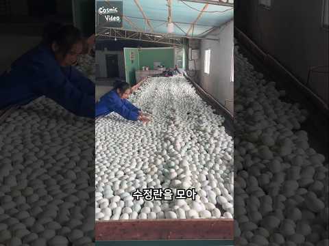 수많은 알들
