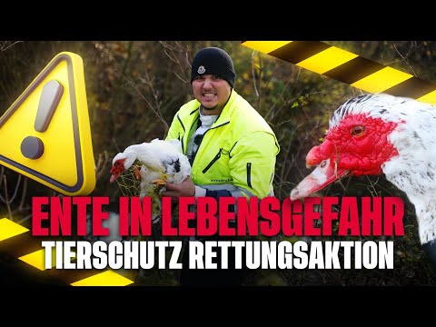 Rettung in letzter Sekunde: Wie wir eine Ente vor dem sicheren Tod bewahrten! @Tiernotruf