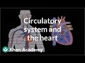 Exploring the Circulatory System and Heart Anatomy