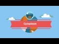 Exploring the Role of Cytoplasm in Cell Function
