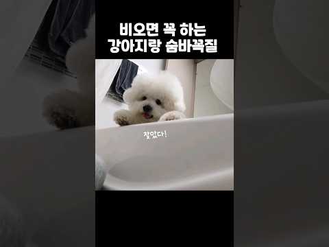 비오면 꼭 하는 강아지랑 숨바꼭질ㅋㅋㅋ