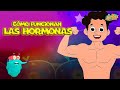 El Mundo de las Hormonas